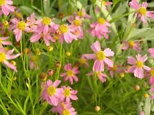 Coreopsis rosea american for sale  BECCLES