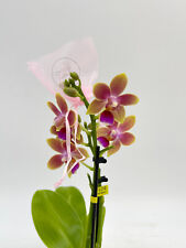 Scented phalaenopsis orchid for sale  LONDON