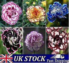 Selection 100 carnation for sale  LONDON