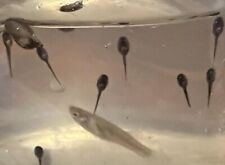 Live tadpoles alive for sale  Louisville