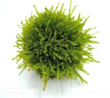 Java moss lava for sale  KETTERING