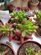 Sedum x rubrotinctum Rojo 5 cms aprox Planta joven Suculenta de colección, usado segunda mano  Alfafar