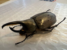 Dynastes granti beetle for sale  Phoenix