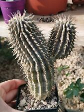 Hoodia gordonii succulente usato  Floridia