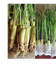 Rooted organic lemongrass for sale  Callahan
