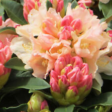 Rhododendron golden torch for sale  EAST GRINSTEAD