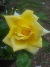 Oregold grandiflora rose for sale  Ben Wheeler