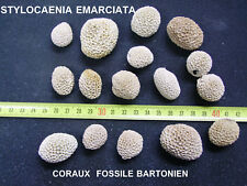Coraux corail stylocoenia d'occasion  Esbly