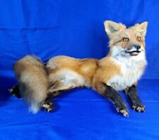 Red fox laying for sale  Macy
