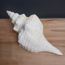 Large natural conch for sale  Seminole