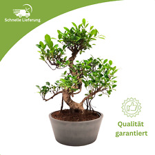 Bonsai baum keramik gebraucht kaufen  Fuchsmühl