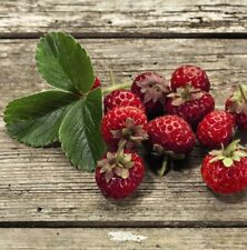 Strawberry framberry garden for sale  IPSWICH