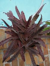 Cryptanthus pheasant tail for sale  Pompano Beach