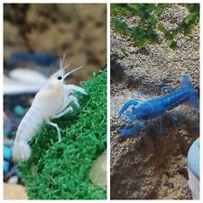 Crayfish live. electric for sale  Julian