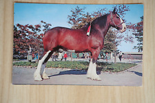 Pferde postkarte horse gebraucht kaufen  Berlin