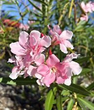 Pink nerium oleander for sale  Trabuco Canyon