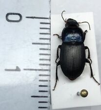 Harpalus dimidiatus coleoptera usato  Merate