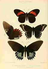 Used, A4 Photo Hewitson W Chapman Butterflies Warscewiczii Print Poster for sale  Shipping to South Africa