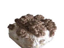 Usato, Kit per coltivazione funghi substrato cardoncello pani balletta coltivare 4 kg usato  Cerignola