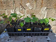 Fig tree starter for sale  Brooklyn