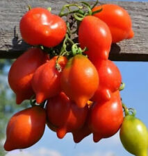 Tomaten samen saatgut gebraucht kaufen  Neukloster