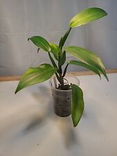 Rare philodendron panduriforme for sale  Jersey City