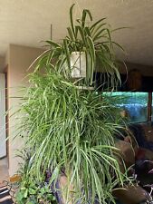 Live spider plant for sale  Cuyahoga Falls