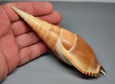 Shells - Tibia (insulaechorab) Curta 165mm.  seashell-LARGE! Philippines for sale  Shipping to South Africa