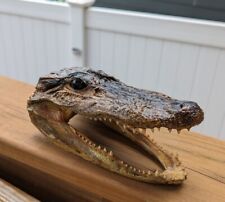 Taxidermy alligator head for sale  Souderton