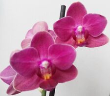 Rare fragrant phalaenopsis for sale  LONDON