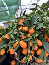 Orange tree fresh for sale  DEREHAM