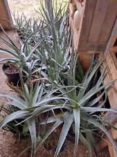 Aloe vera plants for sale  Warren