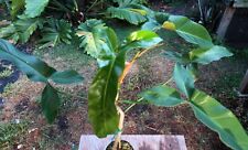 Philodendron mexicanum plant for sale  Hollywood
