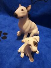 English bull terrier for sale  BRIDGWATER