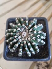 Discocactus horstii very Old and rare plant hybrid astrophytum ariocarpus rare , used for sale  Shipping to South Africa