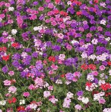 Moss verbena ground for sale  Upland