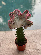 Euphorbia lactea cristata for sale  SOUTHAMPTON