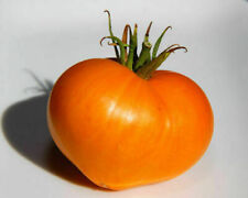 Pomodoro arancione costine usato  Reggio Calabria