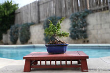 Kishu japanese juniper for sale  San Diego