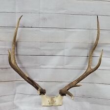 Elk almost perfect for sale  Leaf River