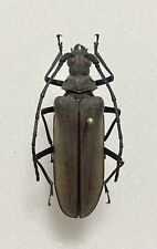 Entomology taxidermy megopis usato  Roma