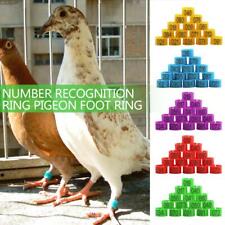 100 pcs bird for sale  Shipping to Ireland