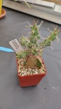 Euphorbia ponderosa caudex gebraucht kaufen  Coswig