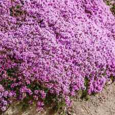 Creeping thyme wild for sale  Sevierville