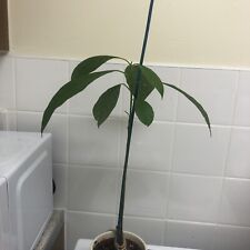 Avocado tree plant for sale  Shipping to Ireland