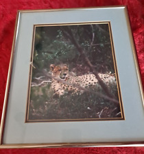 India african cheetah for sale  Fort Collins
