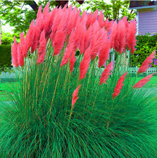 Red pampas grass for sale  BRISTOL