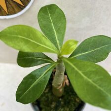 Adenium obesum aka for sale  LIVERPOOL