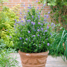 Californian lilac plants for sale  IPSWICH