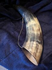 Moose bull horn for sale  ULVERSTON